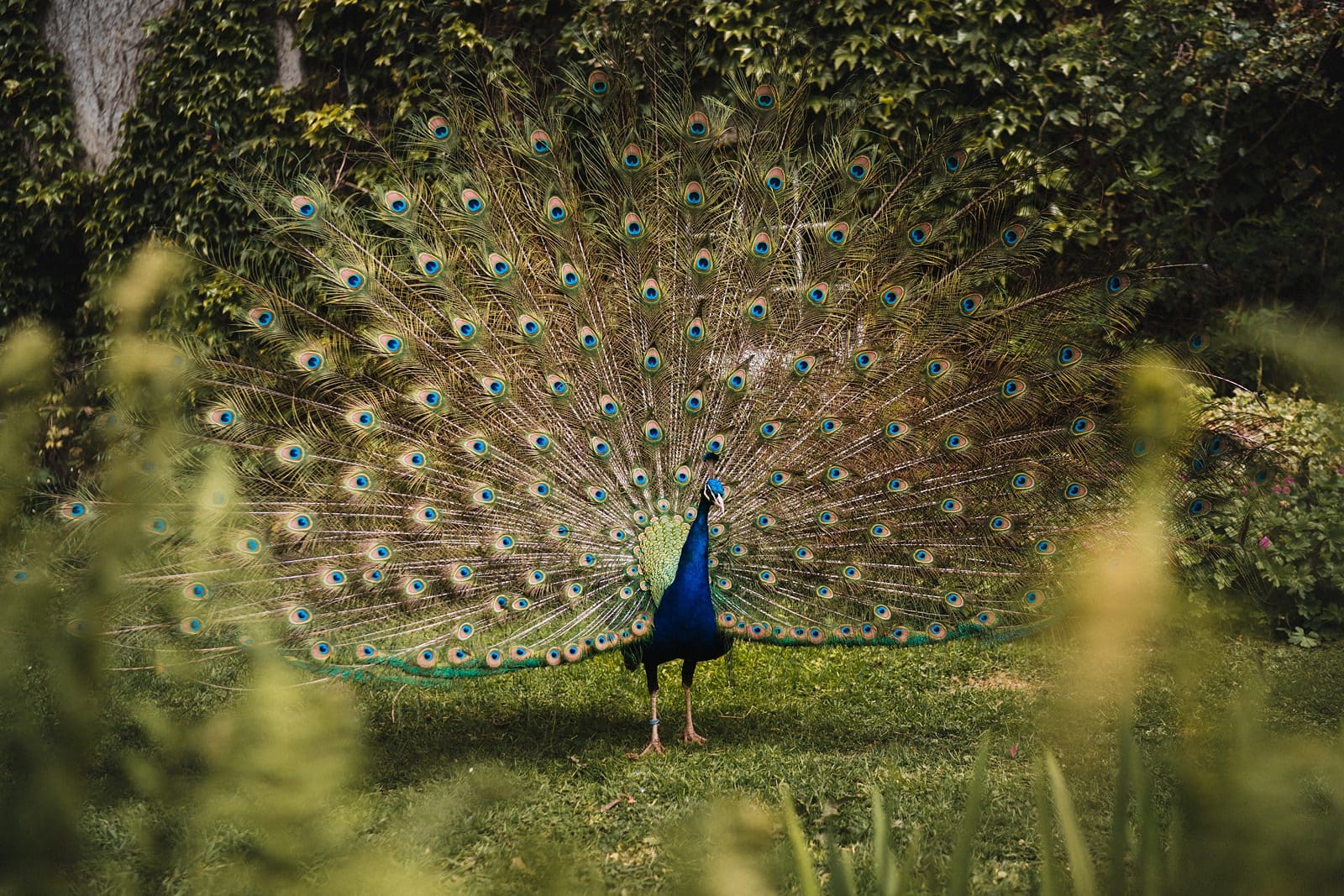cornish camels wedding photography